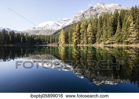 Autumnal larch forest at Obernberger See, Tyrol, Austria, Europe View Large Photo Image Stock Photograph - Autumnal larch forest at Obernberger See, Tyrol, Austria, Europe. Fotosearch