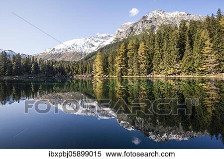 Stock Photography - Autumnal larch forest at Obernberger See, Tyrol, Austria, Europe. Fotosearch
