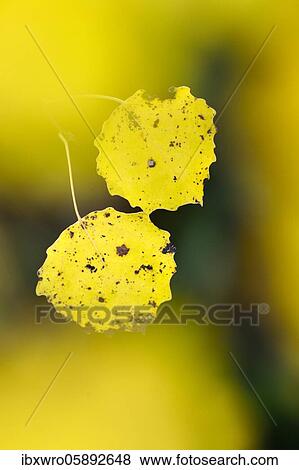 Autumnally coloured leaves of the Common aspen (Populus tremula) Goldenstedt, Lower Saxony, Germany, Europe View Large Photo Image Stock Photo - Autumnally coloured leaves of the Common aspen (Populus tremula) Goldenstedt, Lower Saxony, Germany, Europe. Fotosearch