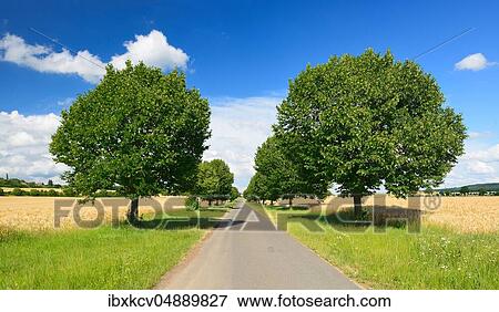 Stock Photo - Avenue of lime trees through ripe grain fields under a blue sky in summer, Burgenlandkreis, Saxony-Anhalt, Germany, Europe. Fotosearch