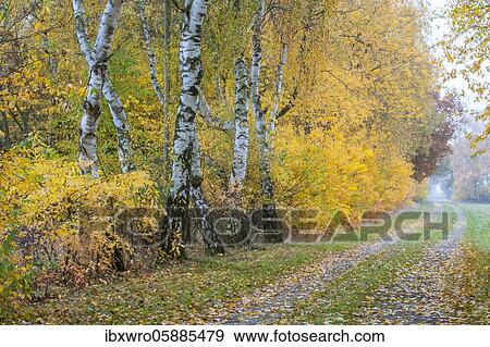 Away with Birches ( Betula) in the autumnal Goldenstedter Moor, Oldenburger Münsterland, Lower Saxony, Germany, Europe View Large Photo Image Stock Photo - Away with Birches ( Betula) in the autumnal Goldenstedter Moor, Oldenburger Münsterland, Lower Saxony, Germany, Europe. Fotosearch