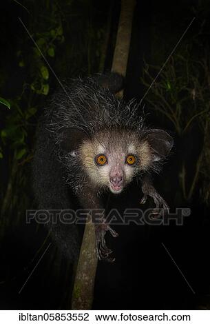 Aye-aye (Daubentonia madagascariensis) in the rainforests of Eastern Madagascar, Madagascar, Africa View Large Photo Image Stock Image - Aye-aye (Daubentonia madagascariensis) in the rainforests of Eastern Madagascar, Madagascar, Africa. Fotosearch