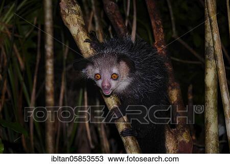 Stock Image - Aye-aye (Daubentonia madagascariensis) in the rainforests of Eastern Madagascar, Madagascar, Africa. Fotosearch