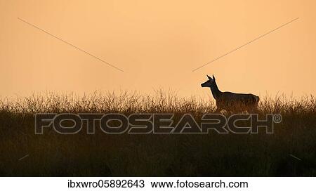 Stock Image - Bald game of the red deer ( Cervus elaphus) Silhouette against a red evening sky, National Park De Hoge Veluwe, Netherlands. Fotosearch