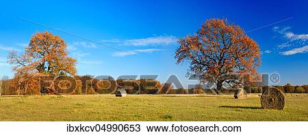 Stock Image - Bales of hay and old solitary oaks on meadows in the Elbe floodplain in autumn, Mittelelbe Biosphere Reserve, Dessau-Roßlau, Germany ( Sachsen-Anhalt). Fotosearch