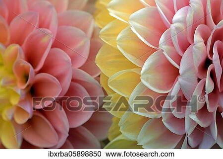 BallDahlia (Dahlia), Detail view of two flowers, North Rhine-Westphalia, Germany, Europe View Large Photo Image Stock Image - BallDahlia (Dahlia), Detail view of two flowers, North Rhine-Westphalia, Germany, Europe. Fotosearch