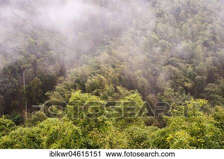 Stock Image - Bamboo forest in the fog, Nantou, Taiwan, China, Asia. Fotosearch