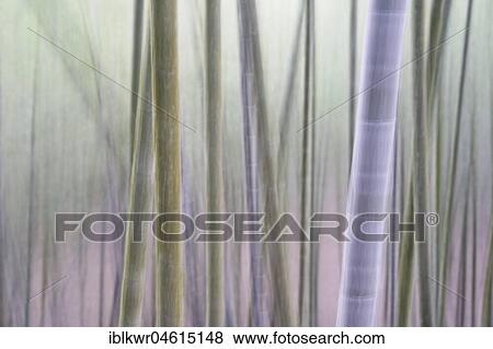 Stock Photo - Bamboo Forest, Nantou, Taiwan, China, Asia. Fotosearch