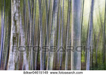 Bamboo Forest, Nantou, Taiwan, China, Asia View Large Photo Image Stock Photo - Bamboo Forest, Nantou, Taiwan, China, Asia. Fotosearch