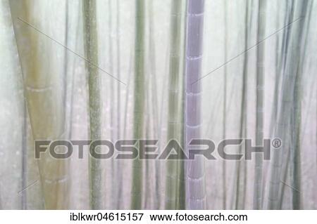 Bamboo Forest, Nantou, Taiwan, China, Asia View Large Photo Image Stock Photo - Bamboo Forest, Nantou, Taiwan, China, Asia. Fotosearch