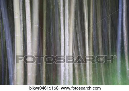 Stock Photo - Bamboo Forest, Nantou, Taiwan, China, Asia. Fotosearch