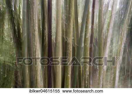 Bamboo Forest, Nantou, Taiwan, China, Asia View Large Photo Image Stock Photography - Bamboo Forest, Nantou, Taiwan, China, Asia. Fotosearch