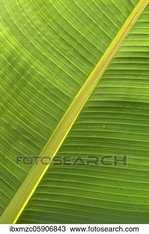 Bananasblatt (Musa), Germany, Europe View Large Photo Image Stock Image - Bananasblatt (Musa), Germany, Europe. Fotosearch