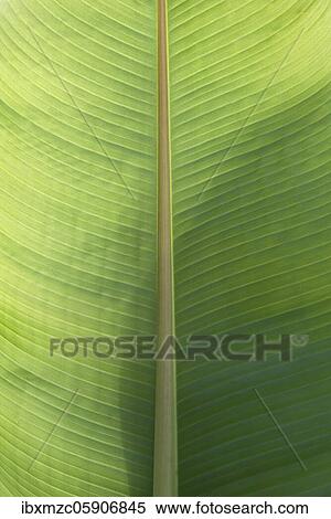 Bananasblatt (Musa), Germany, Europe View Large Photo Image Stock Photography - Bananasblatt (Musa), Germany, Europe. Fotosearch