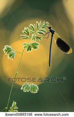 Banded demoiselle ( Calopteryx splendens) on a blade of grass at sunset, dragonfly, Oldenburger Münsterland, Goldenstedt, Lower Saxony, Germany, Europe View Large Photo Image Stock Photograph - Banded demoiselle ( Calopteryx splendens) on a blade of grass at sunset, dragonfly, Oldenburger Münsterland, Goldenstedt, Lower Saxony, Germany, Europe. Fotosearch
