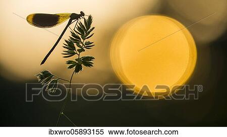 Stock Photography - Banded demoiselle ( Calopteryx splendens) on a blade of grass at sunset, dragonfly, Oldenburger Münsterland, Goldenstedt, Lower Saxony, Germany, Europe. Fotosearch