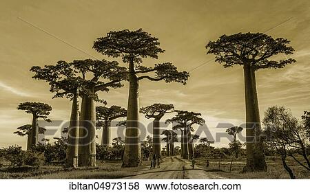Baobab Alley, Madagascar, Africa View Large Photo Image Stock Photo - Baobab Alley, Madagascar, Africa. Fotosearch