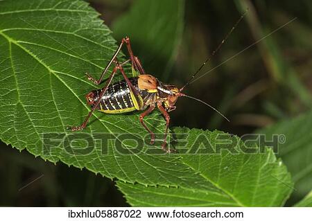 Stock Image - Barbitistes constrictus (Barbitistes constrictus) Male on a leaf, Baden-Württemberg, Germany, Europe. Fotosearch