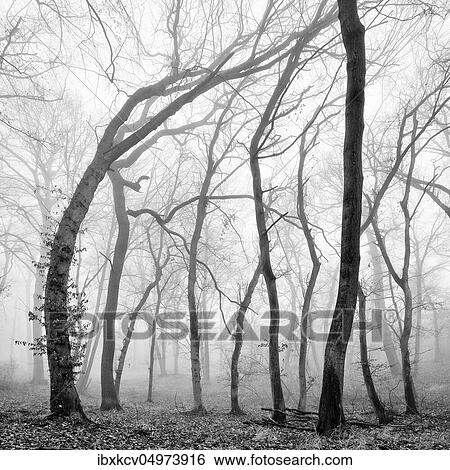 Bare beech forest in winter, bizarrely crooked trees, dense fog, black and white, Burgenlandkreis, Germany ( Sachsen-Anhalt) View Large Photo Image Stock Photograph - Bare beech forest in winter, bizarrely crooked trees, dense fog, black and white, Burgenlandkreis, Germany ( Sachsen-Anhalt). Fotosearch