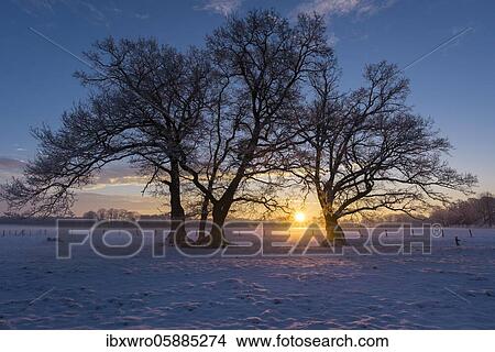 Bare oak trees in winter at sunrise, Elsten, Oldenburger Münsterland, Lower Saxony, Germany, Europe View Large Photo Image Picture - Bare oak trees in winter at sunrise, Elsten, Oldenburger Münsterland, Lower Saxony, Germany, Europe. Fotosearch