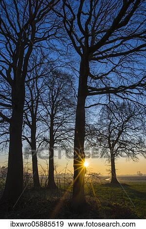 Bare oaks at sunrise, Boller Moor, Lower Saxony, Germany, Europe View Large Photo Image Stock Photo - Bare oaks at sunrise, Boller Moor, Lower Saxony, Germany, Europe. Fotosearch