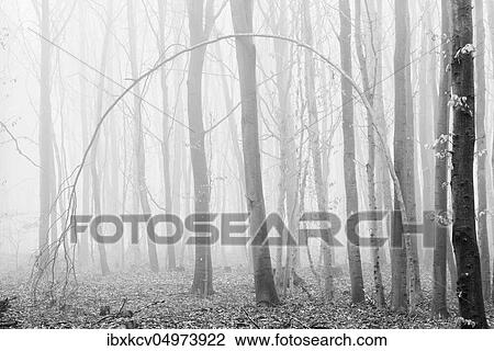 Barren beech forest in winter, dense fog, black and white, high-key, bent tree forms a gate, Burgenlandkreis, Germany ( Sachsen-Anhalt) View Large Photo Image Stock Image - Barren beech forest in winter, dense fog, black and white, high-key, bent tree forms a gate, Burgenlandkreis, Germany ( Sachsen-Anhalt). Fotosearch