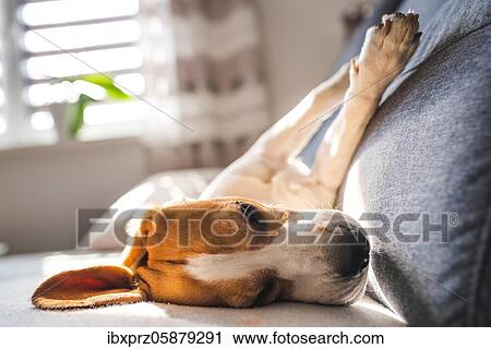 Beagle, male, lying on sofa, Austria, Europe View Large Photo Image Stock Image - Beagle, male, lying on sofa, Austria, Europe. Fotosearch