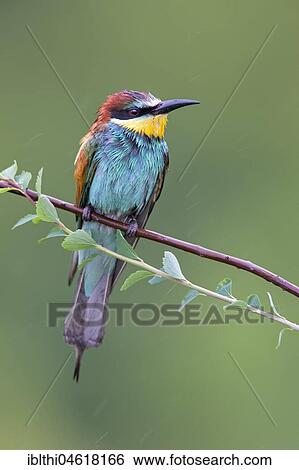 Bee-eater (Merops apiaster) sitting in the rain, Saxony-Anhalt, Germany, Europe View Large Photo Image Stock Photograph - Bee-eater (Merops apiaster) sitting in the rain, Saxony-Anhalt, Germany, Europe. Fotosearch