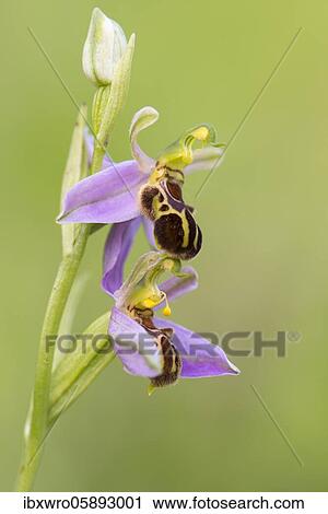 Bee orchid ( Ophrys apifera) in bloom, orchid, Teutoburg Forest, Bad Iburg, Lower Saxony, Germany, Europe View Large Photo Image Stock Image - Bee orchid ( Ophrys apifera) in bloom, orchid, Teutoburg Forest, Bad Iburg, Lower Saxony, Germany, Europe. Fotosearch