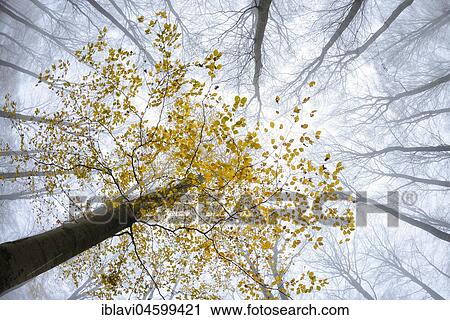 Beech (fagus) with yellow leaves in autumn, bare trees and fog, frog's eye view, Kellerwald-Edersee National Park, Hesse, Germany, Europe View Large Photo Image Stock Image - Beech (fagus) with yellow leaves in autumn, bare trees and fog, frog's eye view, Kellerwald-Edersee National Park, Hesse, Germany, Europe. Fotosearch