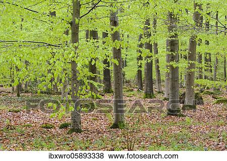 Beech forest ( Fagus sylvatica) with fresh leaves, Herrenholz, Lutten, Lower Saxony, Germany, Europe View Large Photo Image Stock Photo - Beech forest ( Fagus sylvatica) with fresh leaves, Herrenholz, Lutten, Lower Saxony, Germany, Europe. Fotosearch