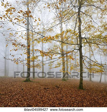 Stock Photo - Beech forest (fagus) with yellow leaves in autumn, bare trees and fog, Kellerwald-Edersee National Park, Hesse, Germany, Europe. Fotosearch
