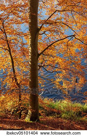 Beech forest in autumn colouring at the lake, Müritz National Park, Mecklenburg-Vorpommern, Germany, Europe View Large Photo Image Picture - Beech forest in autumn colouring at the lake, Müritz National Park, Mecklenburg-Vorpommern, Germany, Europe. Fotosearch