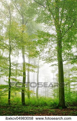 Beech forest in early autumn, dense fog, eastern Harz foreland, near Wippra, Germany ( Sachsen-Anhalt) View Large Photo Image Stock Photo - Beech forest in early autumn, dense fog, eastern Harz foreland, near Wippra, Germany ( Sachsen-Anhalt). Fotosearch