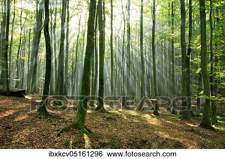 Beech forest in the warm light of the morning sun, sun shines through morning mist, Stubnitz, Jasmund National Park, UNESCO World Natural Heritage Site, Island of Rügen, Mecklenburg-Western Pomerania, Germany, Europe View Large Photo Image Stock Photograph - Beech forest in the warm light of the morning sun, sun shines through morning mist, Stubnitz, Jasmund National Park, UNESCO World Natural Heritage Site, Island of Rügen, Mecklenburg-Western Pomerania, Germany, Europe. Fotosearch