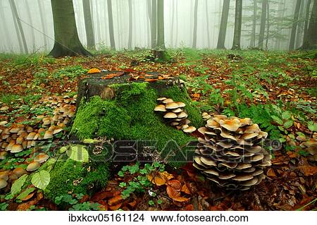 Beech forest, thick fog in early autumn, tree stump with moss and mushrooms, Harz foreland, near Wippra, Germany ( Sachsen-Anhalt) View Large Photo Image Picture - Beech forest, thick fog in early autumn, tree stump with moss and mushrooms, Harz foreland, near Wippra, Germany ( Sachsen-Anhalt). Fotosearch