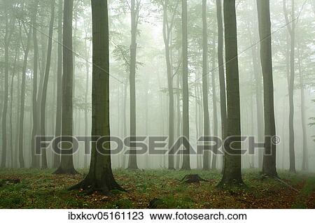 Beech forest, thick fog in early autumn, Harz foreland, near Wippra, Germany ( Sachsen-Anhalt) View Large Photo Image Stock Image - Beech forest, thick fog in early autumn, Harz foreland, near Wippra, Germany ( Sachsen-Anhalt). Fotosearch