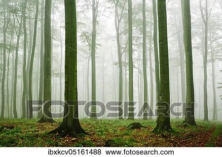 Beech forest, thick fog in early autumn, Harz foreland, near Wippra, Germany ( Sachsen-Anhalt) View Large Photo Image Stock Photo - Beech forest, thick fog in early autumn, Harz foreland, near Wippra, Germany ( Sachsen-Anhalt). Fotosearch