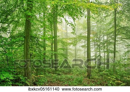 Beech forest with fog in early autumn, Harz foreland, near Wippra, Germany ( Sachsen-Anhalt) View Large Photo Image Stock Image - Beech forest with fog in early autumn, Harz foreland, near Wippra, Germany ( Sachsen-Anhalt). Fotosearch