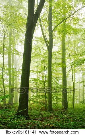 Beech forest with fog in early autumn, Harz foreland, near Wippra, Germany ( Sachsen-Anhalt) View Large Photo Image Stock Image - Beech forest with fog in early autumn, Harz foreland, near Wippra, Germany ( Sachsen-Anhalt). Fotosearch