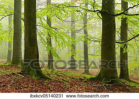 Beech forest with fog in early spring, first fresh green foliage, Kellerwald-Edersee National Park, UNESCO World Natural Heritage Site virgin beech forests and old beech forests of the Carpathians and other regions of Europe ( Hesse) Germany View Large Photo Image Stock Image - Beech forest with fog in early spring, first fresh green foliage, Kellerwald-Edersee National Park, UNESCO World Natural Heritage Site virgin beech forests and old beech forests of the Carpathians and other regions of Europe ( Hesse) Germany. Fotosearch