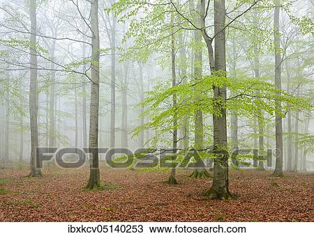 Beech forest with fog in early spring, first fresh green foliage, Kellerwald-Edersee National Park, UNESCO World Natural Heritage Site virgin beech forests and old beech forests of the Carpathians and other regions of Europe ( Hesse) Germany View Large Photo Image Stock Image - Beech forest with fog in early spring, first fresh green foliage, Kellerwald-Edersee National Park, UNESCO World Natural Heritage Site virgin beech forests and old beech forests of the Carpathians and other regions of Europe ( Hesse) Germany. Fotosearch