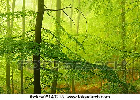 Beech forest with fog in early spring, morning light, first fresh green foliage, Kellerwald-Edersee National Park, UNESCO World Natural Heritage Site virgin beech forests and old beech forests of the Carpathians and other regions of Europe, Hesse,... View Large Photo Image Stock Photo - Beech forest with fog in early spring, morning light, first fresh green foliage, Kellerwald-Edersee National Park, UNESCO World Natural Heritage Site virgin beech forests and old beech forests of the Carpathians and other regions of Europe, Hesse,.... Fotosearch