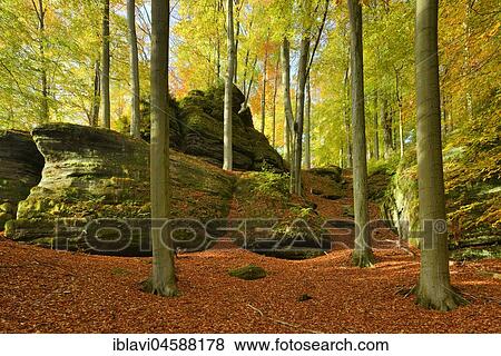 Stock Photo - Beech forest with large rocks in autumn, Elbe Sandstone Mountains, Saxon Switzerland National Park, Saxony, Germany, Europe. Fotosearch