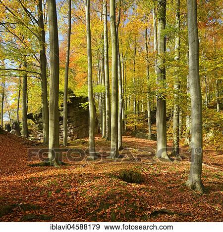 Stock Photo - Beech forest with large rocks in autumn, Elbe Sandstone Mountains, Saxon Switzerland National Park, Saxony, Germany, Europe. Fotosearch