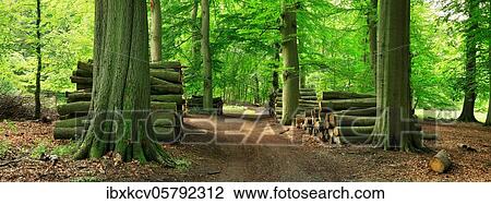Beech forest with stacked tree trunks on a forest path, Mecklenburg-Western Pomerania, Germany, Europe View Large Photo Image Stock Image - Beech forest with stacked tree trunks on a forest path, Mecklenburg-Western Pomerania, Germany, Europe. Fotosearch