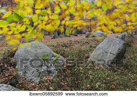 Beech leaves in the wind above the megalithic tomb Visbek bride and groom, megalithic structures of the Neolithic funnel beaker culture, Oldenburger Münsterland, Visbek, Lower Saxony, Germany, Europe View Large Photo Image Stock Photo - Beech leaves in the wind above the megalithic tomb Visbek bride and groom, megalithic structures of the Neolithic funnel beaker culture, Oldenburger Münsterland, Visbek, Lower Saxony, Germany, Europe. Fotosearch