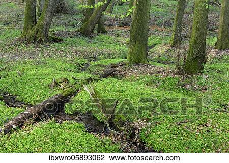 Beech trees ( Fagus sylvatica) in spring in the Dammer mountains, forest, tree, Bexaddetal, Oldenburger Münsterland, Damme, Lower Saxony, Germany, Europe View Large Photo Image Stock Image - Beech trees ( Fagus sylvatica) in spring in the Dammer mountains, forest, tree, Bexaddetal, Oldenburger Münsterland, Damme, Lower Saxony, Germany, Europe. Fotosearch