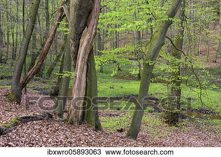 Beech trees ( Fagus sylvatica) in spring in the Dammer mountains, forest, tree, Bexaddetal, Oldenburger Münsterland, Damme, Lower Saxony, Germany, Europe View Large Photo Image Stock Image - Beech trees ( Fagus sylvatica) in spring in the Dammer mountains, forest, tree, Bexaddetal, Oldenburger Münsterland, Damme, Lower Saxony, Germany, Europe. Fotosearch