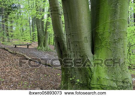 Beech trees ( Fagus sylvatica) in spring in the Dammer mountains, bank, forest, tree, Bexaddetal, Oldenburger Münsterland, Damme, Lower Saxony, Germany, Europe View Large Photo Image Stock Image - Beech trees ( Fagus sylvatica) in spring in the Dammer mountains, bank, forest, tree, Bexaddetal, Oldenburger Münsterland, Damme, Lower Saxony, Germany, Europe. Fotosearch